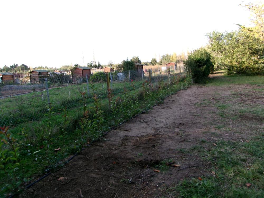 plantation d'une haie de Photinias 2