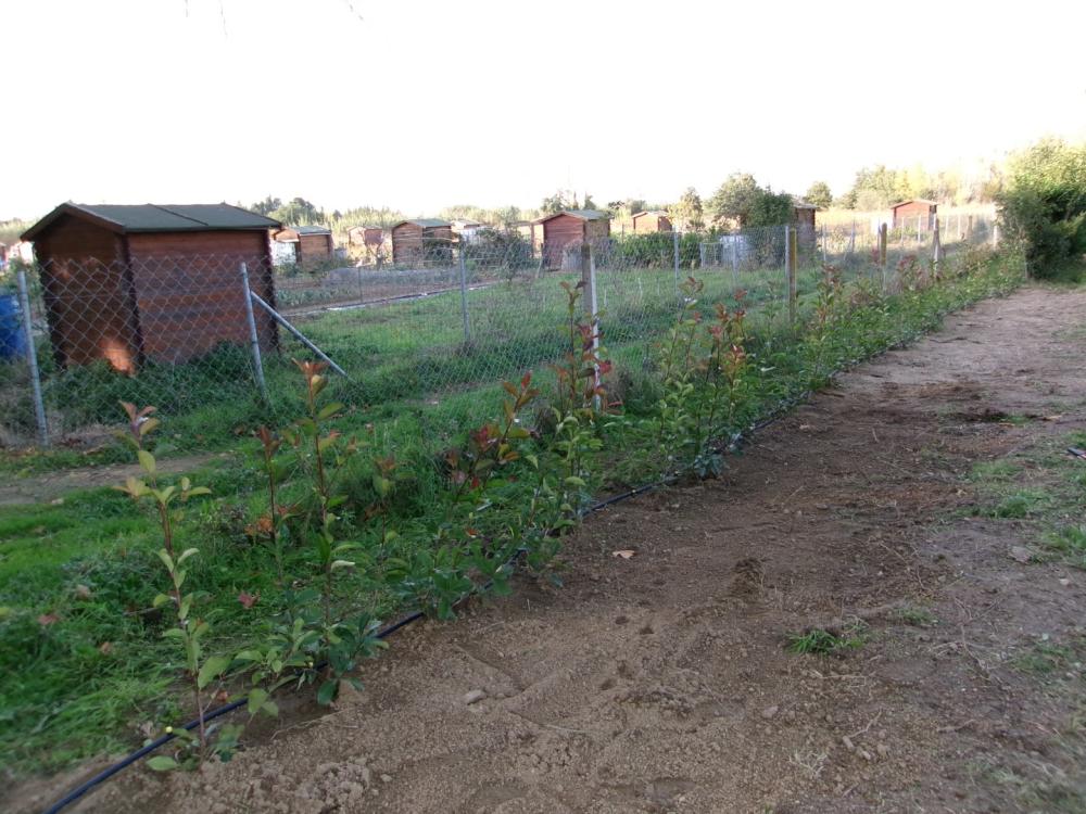 plantation d'une haie de Photinias 1